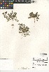  (Lepidium oblongum var. oblongum - CCDB-24937-E08)  @11 [ ] CreativeCommons - Attribution Non-Commercial Share-Alike (2015) SDNHM San Diego Natural History Museum