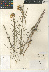  (Erysimum ammophilum - CCDB-24937-G06)  @11 [ ] CreativeCommons - Attribution Non-Commercial Share-Alike (2015) SDNHM San Diego Natural History Museum