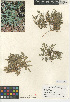  (Herniaria - CCDB-24938-A09)  @11 [ ] CreativeCommons - Attribution Non-Commercial Share-Alike (2015) SDNHM San Diego Natural History Museum