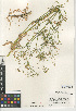  ( - CCDB-24938-B09)  @11 [ ] CreativeCommons - Attribution Non-Commercial Share-Alike (2015) SDNHM San Diego Natural History Museum
