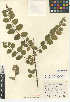  (Symphoricarpos - CCDB-24938-C08)  @11 [ ] CreativeCommons - Attribution Non-Commercial Share-Alike (2015) SDNHM San Diego Natural History Museum