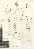  (Downingia cuspidata - CCDB-24938-D05)  @11 [ ] CreativeCommons - Attribution Non-Commercial Share-Alike (2015) SDNHM San Diego Natural History Museum