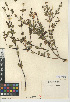  (Lonicera subspicata - CCDB-24938-D08)  @11 [ ] CreativeCommons - Attribution Non-Commercial Share-Alike (2015) SDNHM San Diego Natural History Museum