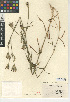  (Dianthus armeria subsp. armeria - CCDB-24938-D09)  @11 [ ] CreativeCommons - Attribution Non-Commercial Share-Alike (2015) SDNHM San Diego Natural History Museum