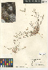  (Tropidocarpum - CCDB-24938-E01)  @11 [ ] CreativeCommons - Attribution Non-Commercial Share-Alike (2015) SDNHM San Diego Natural History Museum