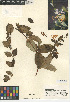  ( - CCDB-24938-E08)  @11 [ ] CreativeCommons - Attribution Non-Commercial Share-Alike (2015) SDNHM San Diego Natural History Museum