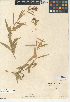  (Lobelia dunnii - CCDB-24938-F06)  @11 [ ] CreativeCommons - Attribution Non-Commercial Share-Alike (2015) SDNHM San Diego Natural History Museum