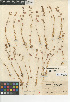  (Thysanocarpus radians - CCDB-24938-G01)  @11 [ ] CreativeCommons - Attribution Non-Commercial Share-Alike (2015) SDNHM San Diego Natural History Museum