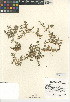  (Loeflingia - CCDB-24938-G10)  @11 [ ] CreativeCommons - Attribution Non-Commercial Share-Alike (2015) SDNHM San Diego Natural History Museum