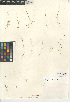  ( - CCDB-24938-G11)  @11 [ ] CreativeCommons - Attribution Non-Commercial Share-Alike (2015) SDNHM San Diego Natural History Museum