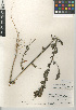  (Chenopodium strictum - CCDB-24939-A07)  @11 [ ] CreativeCommons - Attribution Non-Commercial Share-Alike (2015) SDNHM San Diego Natural History Museum