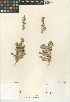  ( - CCDB-24939-B04)  @11 [ ] CreativeCommons - Attribution Non-Commercial Share-Alike (2015) SDNHM San Diego Natural History Museum