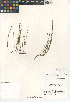  (Crocanthemum scoparium var. scoparium - CCDB-24939-B10)  @11 [ ] CreativeCommons - Attribution Non-Commercial Share-Alike (2015) SDNHM San Diego Natural History Museum