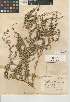  (Atriplex serenana var. serenana - CCDB-24939-C05)  @11 [ ] CreativeCommons - Attribution Non-Commercial Share-Alike (2015) SDNHM San Diego Natural History Museum