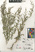 ( - CCDB-24939-C07)  @11 [ ] CreativeCommons - Attribution Non-Commercial Share-Alike (2015) SDNHM San Diego Natural History Museum