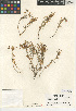  (Spergularia villosa - CCDB-24939-D01)  @11 [ ] CreativeCommons - Attribution Non-Commercial Share-Alike (2015) SDNHM San Diego Natural History Museum