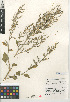  (Chenopodium berlandieri - CCDB-24939-D06)  @11 [ ] CreativeCommons - Attribution Non-Commercial Share-Alike (2015) SDNHM San Diego Natural History Museum