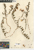  ( - CCDB-24939-D12)  @11 [ ] CreativeCommons - Attribution Non-Commercial Share-Alike (2015) SDNHM San Diego Natural History Museum