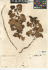  ( - CCDB-24939-E12)  @11 [ ] CreativeCommons - Attribution Non-Commercial Share-Alike (2015) SDNHM San Diego Natural History Museum