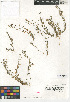  ( - CCDB-24939-F01)  @11 [ ] CreativeCommons - Attribution Non-Commercial Share-Alike (2015) SDNHM San Diego Natural History Museum