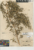  (Dysphania anthelmintica - CCDB-24939-F08)  @11 [ ] CreativeCommons - Attribution Non-Commercial Share-Alike (2015) SDNHM San Diego Natural History Museum