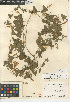  (Calystegia occidentalis subsp. fulcrata - CCDB-24939-F12)  @11 [ ] CreativeCommons - Attribution Non-Commercial Share-Alike (2015) SDNHM San Diego Natural History Museum