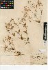  (Gypsophila vaccaria - CCDB-24939-G02)  @11 [ ] CreativeCommons - Attribution Non-Commercial Share-Alike (2015) SDNHM San Diego Natural History Museum