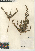  ( - CCDB-24939-G06)  @11 [ ] CreativeCommons - Attribution Non-Commercial Share-Alike (2015) SDNHM San Diego Natural History Museum