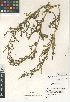  (Chenopodium glaucum - CCDB-24939-G07)  @11 [ ] CreativeCommons - Attribution Non-Commercial Share-Alike (2015) SDNHM San Diego Natural History Museum