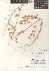 ( - CCDB-24939-H07)  @11 [ ] CreativeCommons - Attribution Non-Commercial Share-Alike (2015) SDNHM San Diego Natural History Museum