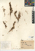  (Cuscuta pacifica var. pacifica - CCDB-24940-B01)  @11 [ ] CreativeCommons - Attribution Non-Commercial Share-Alike (2015) SDNHM San Diego Natural History Museum