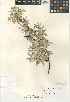  ( - CCDB-24940-B07)  @11 [ ] CreativeCommons - Attribution Non-Commercial Share-Alike (2015) SDNHM San Diego Natural History Museum