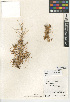  (Cuscuta veatchii - CCDB-24940-C01)  @11 [ ] CreativeCommons - Attribution Non-Commercial Share-Alike (2015) SDNHM San Diego Natural History Museum