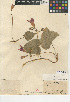  ( - CCDB-24940-C02)  @11 [ ] CreativeCommons - Attribution Non-Commercial Share-Alike (2015) SDNHM San Diego Natural History Museum