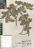  (Arctostaphylos parryana - CCDB-24940-C09)  @11 [ ] CreativeCommons - Attribution Non-Commercial Share-Alike (2015) SDNHM San Diego Natural History Museum