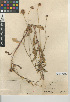  ( - CCDB-24940-D07)  @11 [ ] CreativeCommons - Attribution Non-Commercial Share-Alike (2015) SDNHM San Diego Natural History Museum