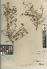  (Bernardia - CCDB-24940-D11)  @11 [ ] CreativeCommons - Attribution Non-Commercial Share-Alike (2015) SDNHM San Diego Natural History Museum