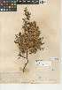  (Cuscuta denticulata - CCDB-24940-E01)  @11 [ ] CreativeCommons - Attribution Non-Commercial Share-Alike (2015) SDNHM San Diego Natural History Museum