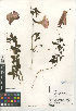  ( - CCDB-24940-E02)  @11 [ ] CreativeCommons - Attribution Non-Commercial Share-Alike (2015) SDNHM San Diego Natural History Museum