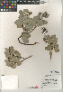  (Arctostaphylos glauca - CCDB-24940-E09)  @11 [ ] CreativeCommons - Attribution Non-Commercial Share-Alike (2015) SDNHM San Diego Natural History Museum