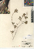  (Acalypha californica - CCDB-24940-E11)  @11 [ ] CreativeCommons - Attribution Non-Commercial Share-Alike (2015) SDNHM San Diego Natural History Museum