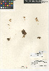  ( - CCDB-24940-F01)  @11 [ ] CreativeCommons - Attribution Non-Commercial Share-Alike (2015) SDNHM San Diego Natural History Museum