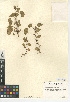  (Dichondra occidentalis - CCDB-24940-F02)  @11 [ ] CreativeCommons - Attribution Non-Commercial Share-Alike (2015) SDNHM San Diego Natural History Museum