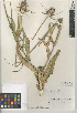  ( - CCDB-24940-F07)  @11 [ ] CreativeCommons - Attribution Non-Commercial Share-Alike (2015) SDNHM San Diego Natural History Museum