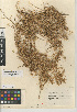  (Cuscuta californica var. papillosa - CCDB-24940-G01)  @11 [ ] CreativeCommons - Attribution Non-Commercial Share-Alike (2015) SDNHM San Diego Natural History Museum