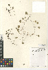  ( - CCDB-24940-G02)  @11 [ ] CreativeCommons - Attribution Non-Commercial Share-Alike (2015) SDNHM San Diego Natural History Museum