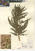  (Datiscaceae - CCDB-24940-G07)  @11 [ ] CreativeCommons - Attribution Non-Commercial Share-Alike (2015) SDNHM San Diego Natural History Museum