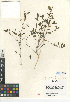  (Ditaxis - CCDB-24940-G12)  @11 [ ] CreativeCommons - Attribution Non-Commercial Share-Alike (2015) SDNHM San Diego Natural History Museum