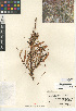  (Cuscuta subinclusa - CCDB-24940-H02)  @11 [ ] CreativeCommons - Attribution Non-Commercial Share-Alike (2015) SDNHM San Diego Natural History Museum