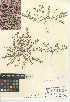  (Euphorbia serpyllifolia subsp. hirtula - CCDB-24941-A02)  @11 [ ] CreativeCommons - Attribution Non-Commercial Share-Alike (2015) SDNHM San Diego Natural History Museum